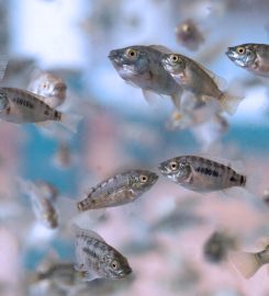 GENOMAR GENETICS GROUP