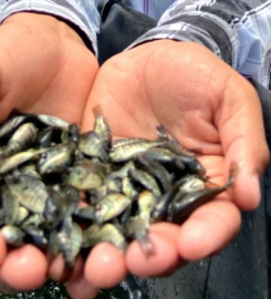 GENOMAR GENETICS GROUP